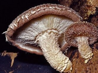 Shitake Mushroom growing on a log. 