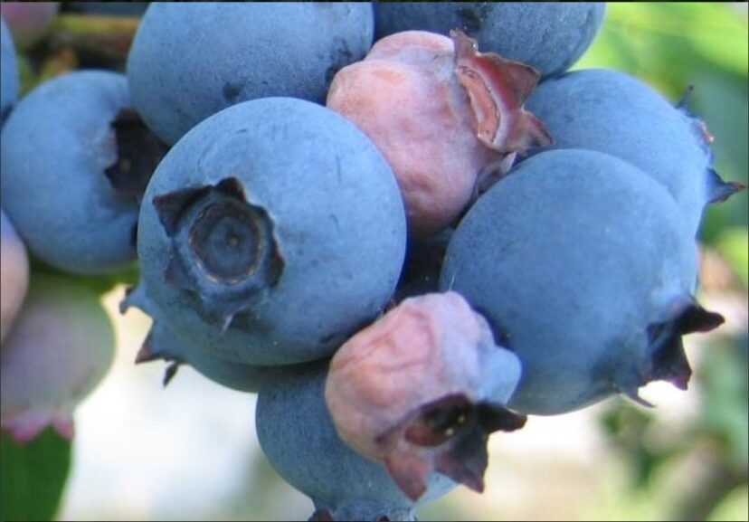 Shriveled blueberries are a symptom of mummy berry developing as the fruit ripens.