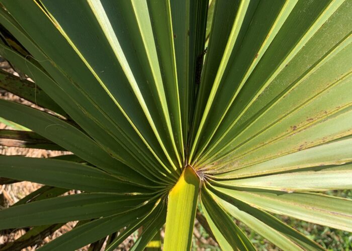 The leaf stalk of cabbage and dwarf palmettos, both in the genus Sabal, ends in a sharp spear-like point where it joins the leaf.