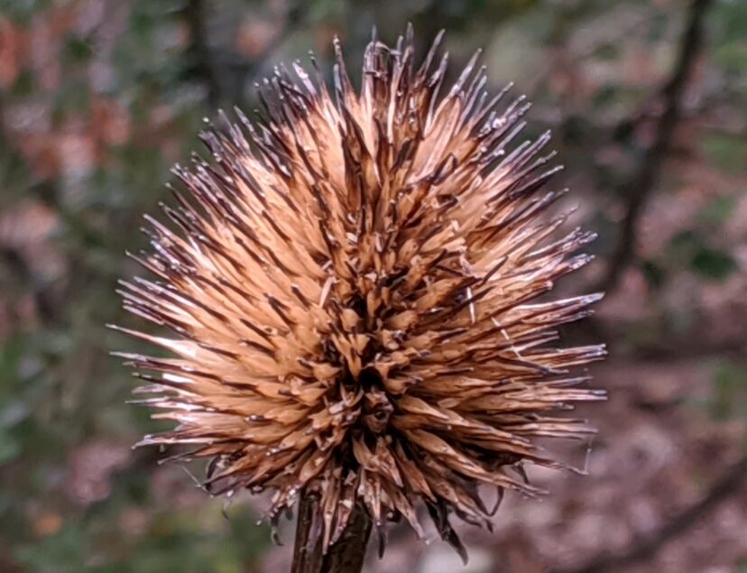 The seed head of a purple coneflower looks similar to a hedgehog or sea urchin.
