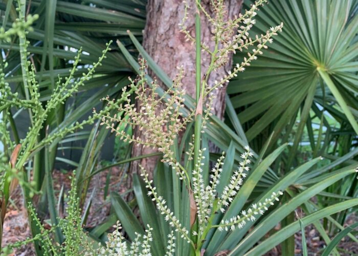 The small, creamy white flowers of dwarf palmetto are arranged along short branches on a straight flower stalk.