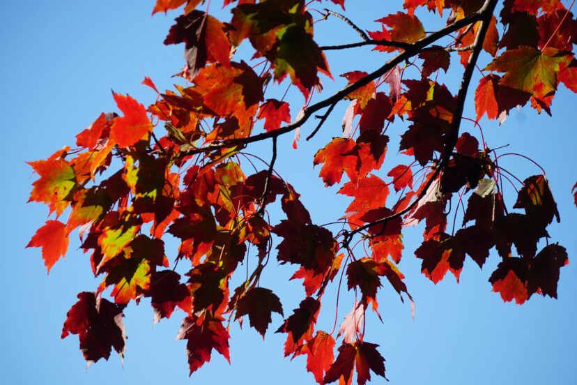 The species name of a red maple, rubrum, means red and refers to the red flowers, buds, and brilliant red fall foliage.