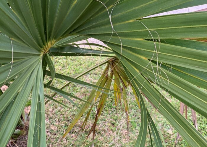 Thin, curled fibers hang from fully expanded leaves of cabbage palmetto but are not found on dwarf or saw palmetto leaves.