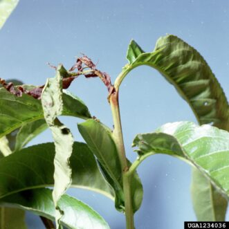 Typical “flagging” of peach branch due to Oriental fruit moth (Grapholita molesta). Clemson University – USDA Cooperative Extension Slide Series