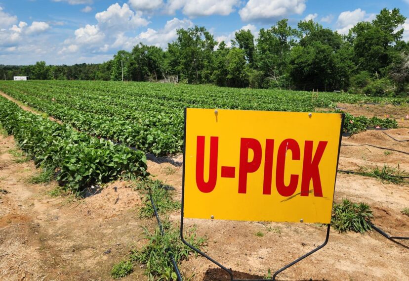 U-pick field of strawberries located at the main farm.