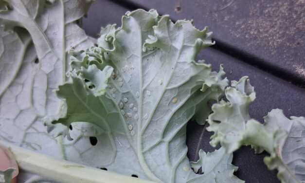 Question of the Week – Whiteflies