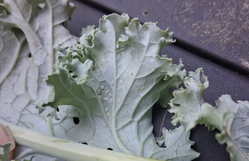 Whiteflies on underside of kale leaf.