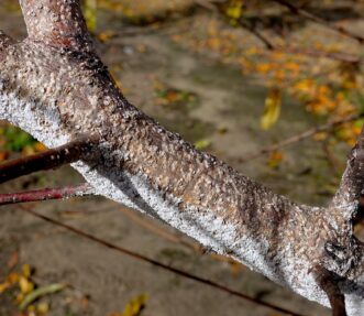 White peach scale (Pseudaulacaspis pentagona) covering a peach branch.