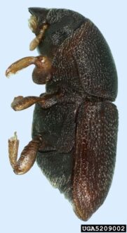The shothole borer (Scolytus rugulosus) attacks the trunk and main limbs. The adults are 1/10 inch long (Natasha Wright, Cook's Pest Control)