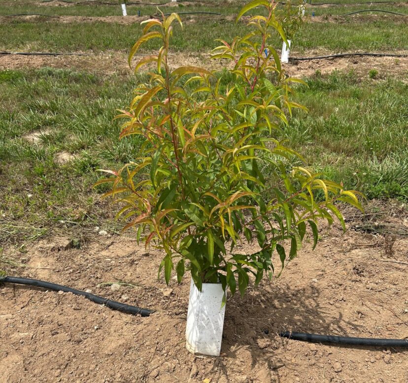 1st year peach tree showing yellowing of the foliage.
