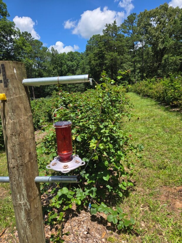 A bird feeder in a garden AI-generated content may be incorrect.