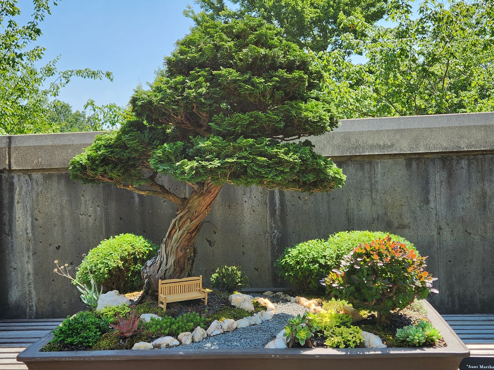 chinese fig bonsai Buddha's Belly Fig Bonsai Ceramic ~ 21cm round pot – Plantonica main image 0