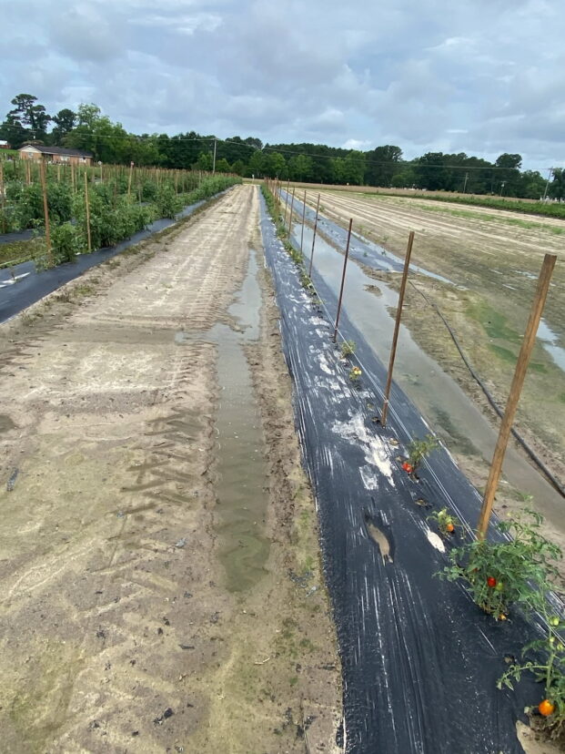 Plant collapse due to heavy rains and poor field conditions.
