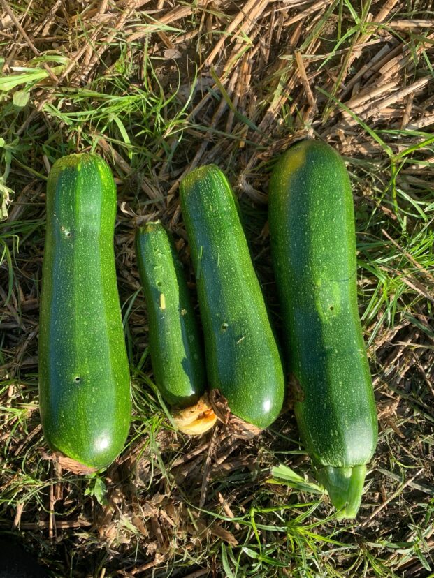 Zucchini fruit lost to pickleworm tunneling in Charleston, SC.