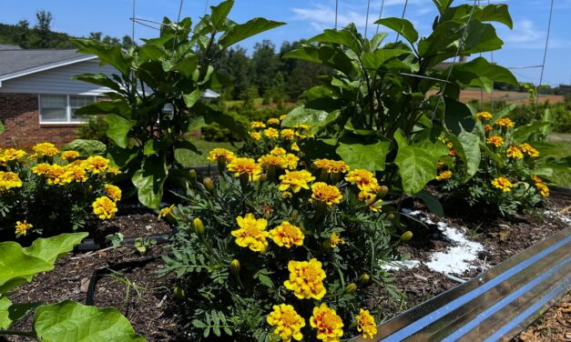 Plant Partners: 5 Benefits of Companion Planting