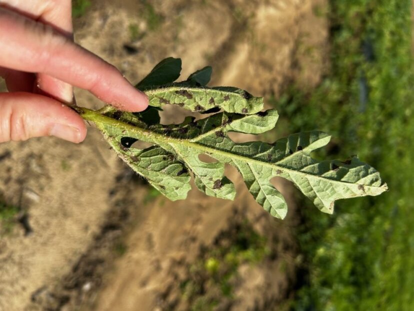 A hand holding a leaf AI-generated content may be incorrect.