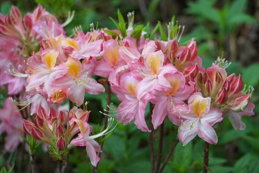 A hybrid is designated with an x. The hybrid azalea, Linda Guy Aromi Azalea’s botanical name would be Rhododendron x ‘Linda Guy’. The x is not in italics.