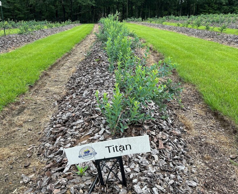 A new blueberry farm in the Upstate.