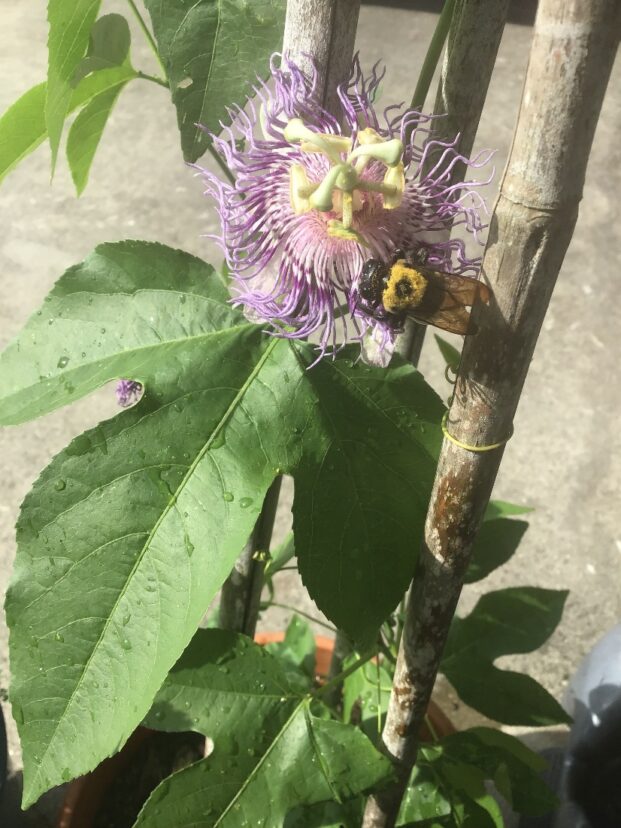 Bumble bee covered in pollen on a Maypop (Passiflora incarnata).