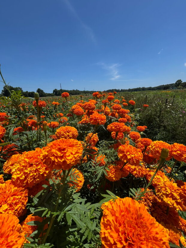 A row of orange cut flowers ready for visitors to cut.