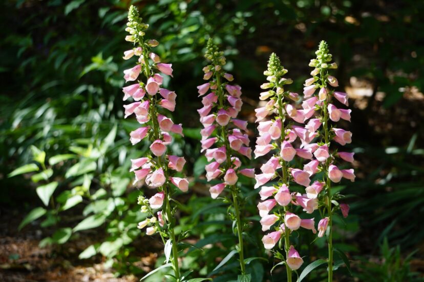 Arctic Fox™ Rose Foxglove (Digitalis x 'Balroxose') is a perennial foxglove that contains toxic compounds that deter deer.