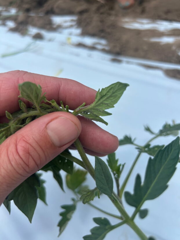 Armyworms are very camouflaged; thus, growers must inspect every leaf on the plants they are scouting.
