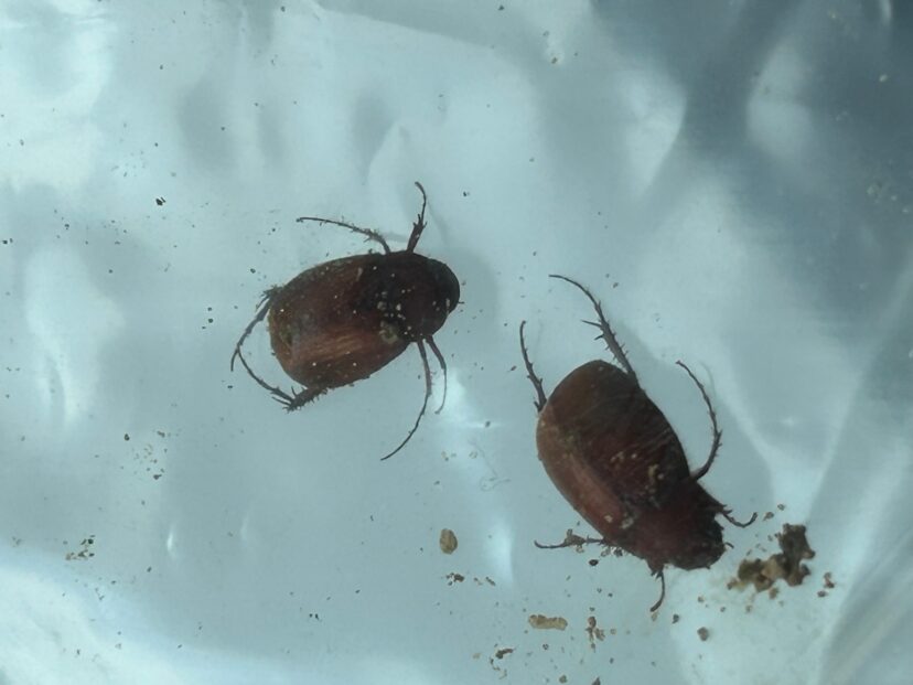 Asiatic garden beetles found in the soil around the base of a yellowing peach tree.