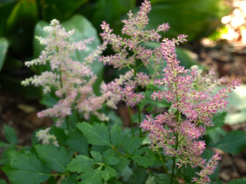 Astilbe ‘Sprite’ has light pink blooms in late spring. The flowers can be cut for arrangements and drying.