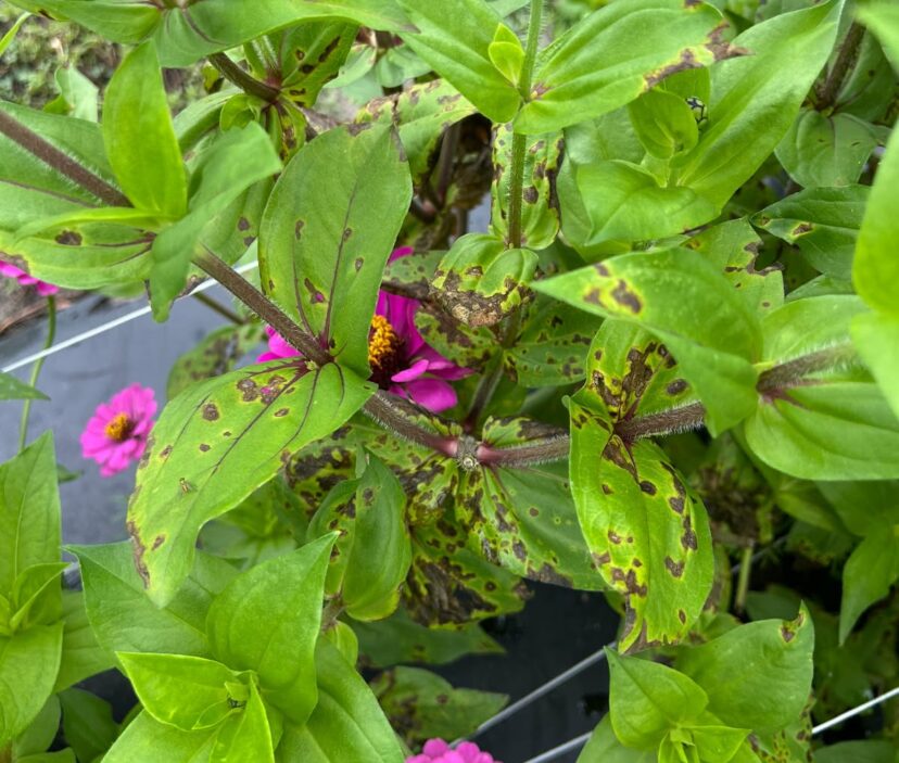Bacterial leaf spot on zinnia. Using a “fungicide” on a bacterial disease won’t do much good.