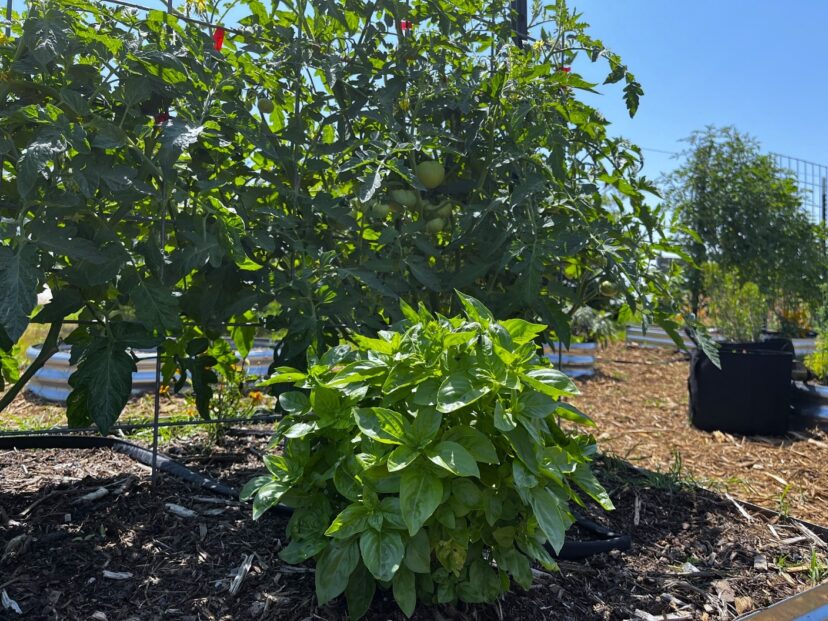 Basil plants (Ocimum basilicum) are being grown alongside determinate tomatoes (Solanum lycopersicum) to repel pests.