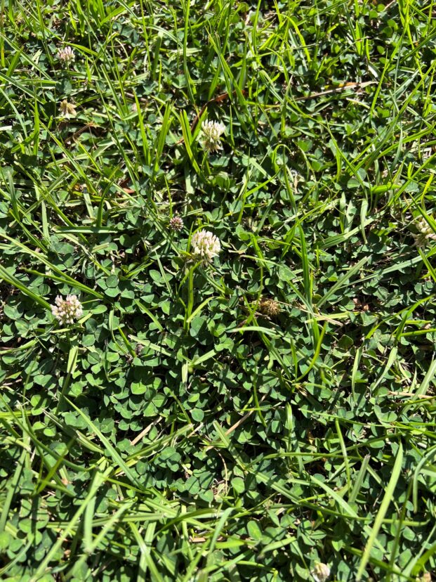 Be cautious when treating weeds like clover in the lawn during the summer.