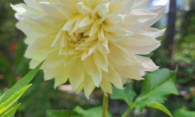 This Month in Your Garden- July 2025
