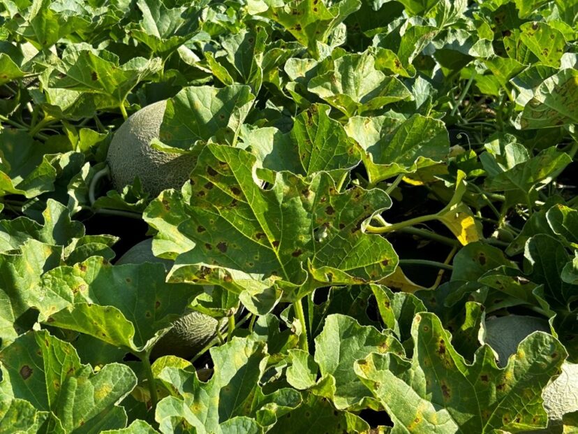 Downy mildew in a cantaloupe field