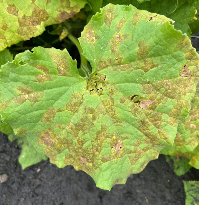 Downy mildew shows up on cucumbers within a few weeks’ window every year.