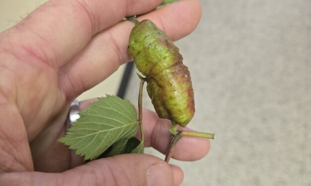 Question of the Week – Stem Gall