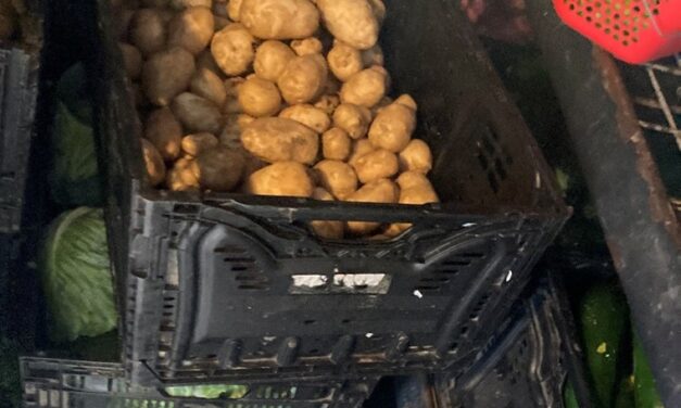 First white potatoes of the season.