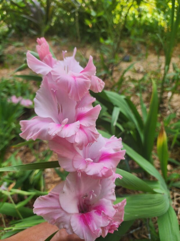 Gladiolus in bloom.