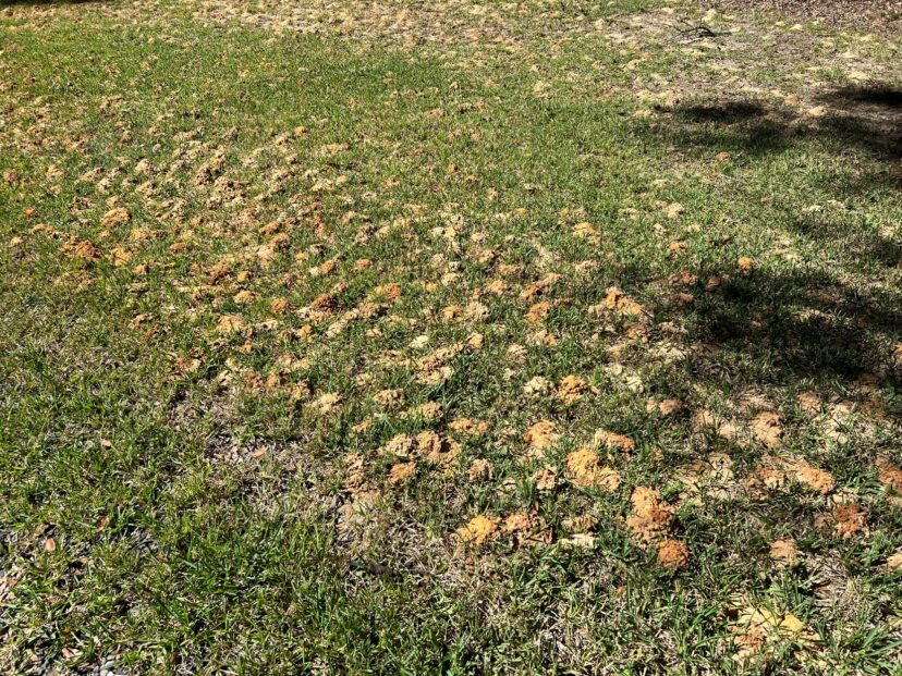 Ground bee mounds may be mistake for mole crickets or other insect pests
