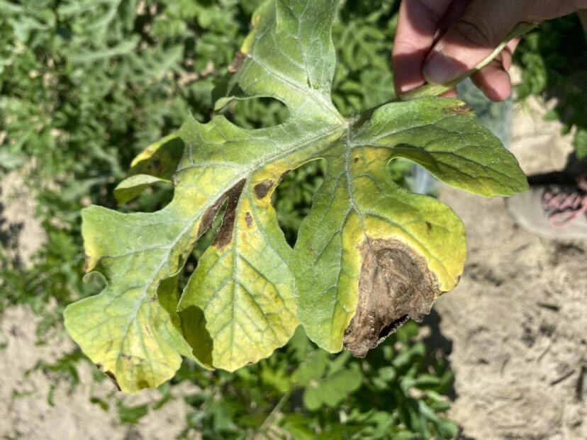 Gummy stem blight lesion on a watermelon leaf. Lesions are typically concentrated on the leaf margins with gummy stem blight.