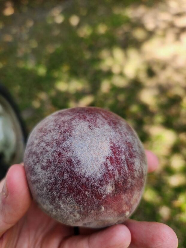 Heavy thrips damage on a high color peach variety causes the silvering.