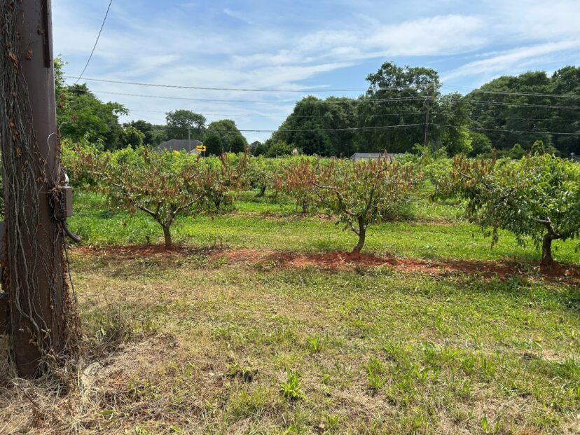 Herbicide damage on peach trees following a right-of-way application.
