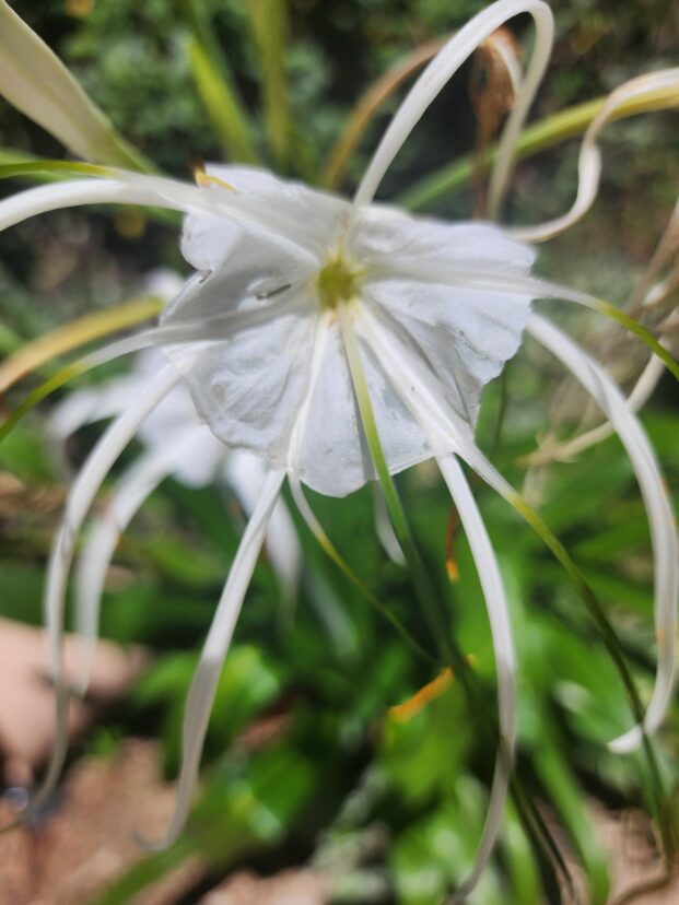 Hymenocallis in bloom.