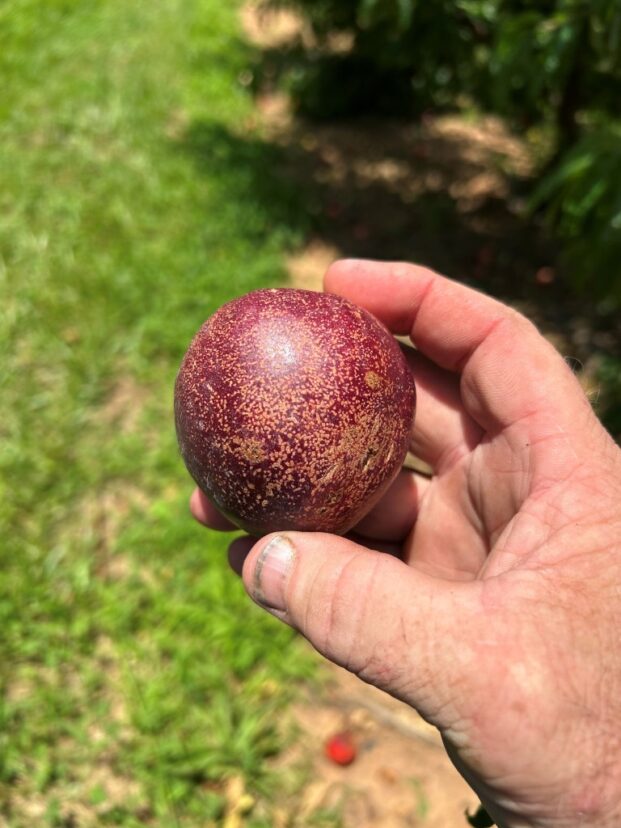 Karla Rose nectarine with damage from bacterial spot and thrips feeding