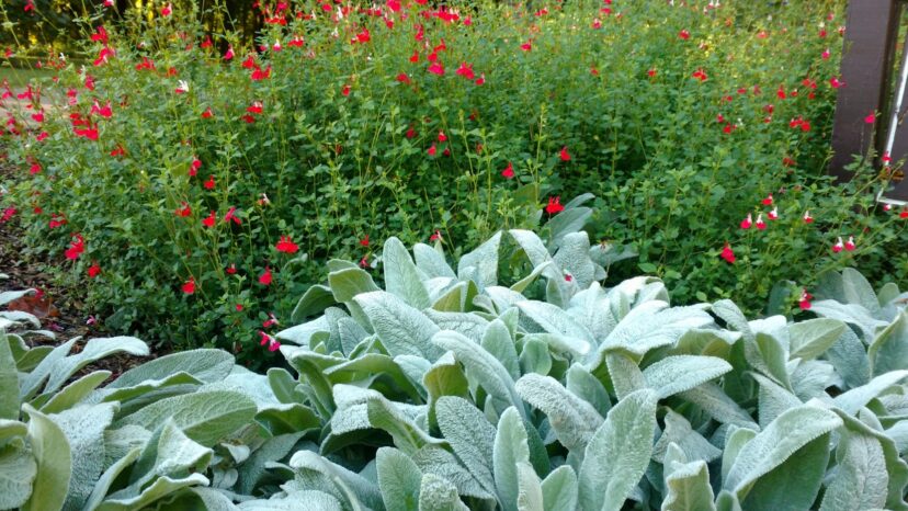 Lamb's Ear (Stachys byzantina) has a foliage texture that is unappealing to deer. Hot Lips Sage (Salvia microphylla 'Hot Lips') is also deer resistant due to the odor of its foliage.