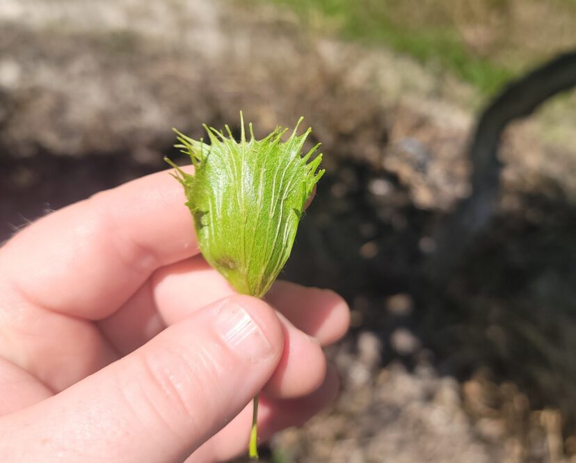 Likely herbicide damage on new muscadine growth.