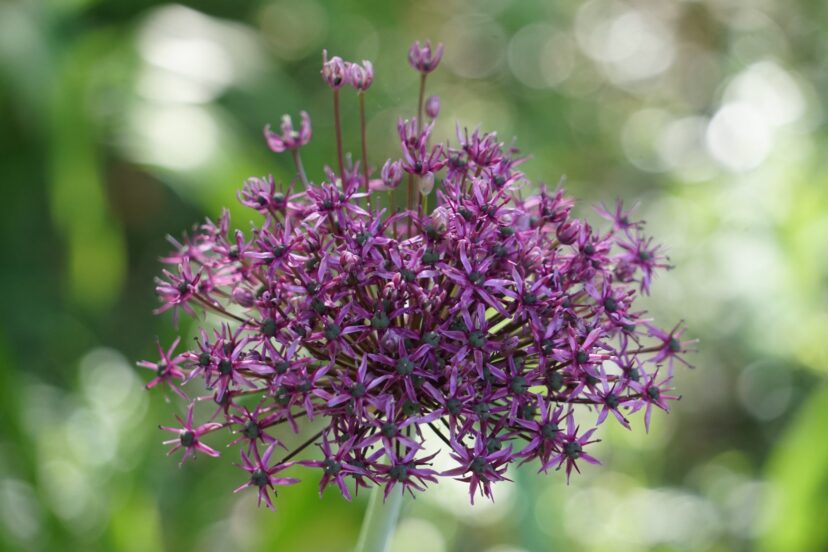 Miami Allium (Allium ‘Miami’) is not appealing to deer due to its onion-like odor.