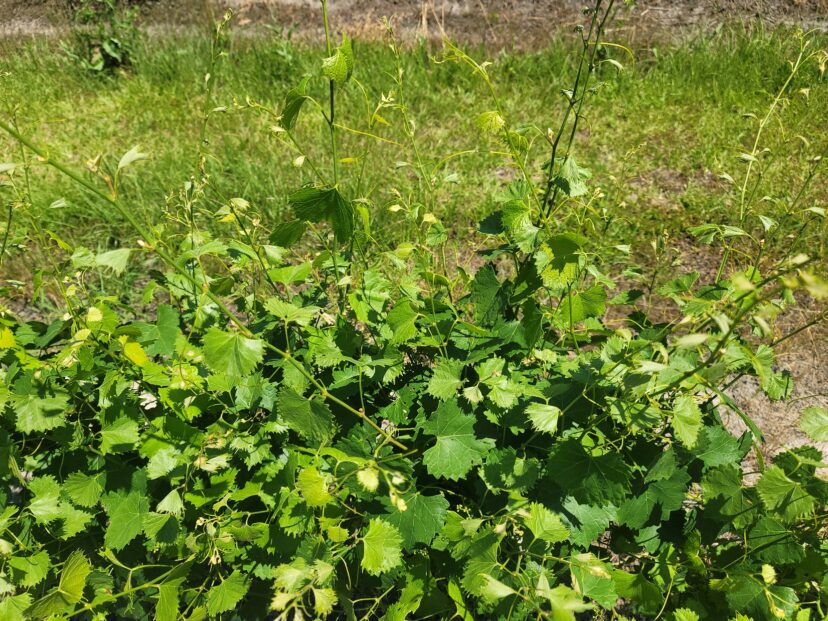 Muscadines are flowering and starting to develop fruit.