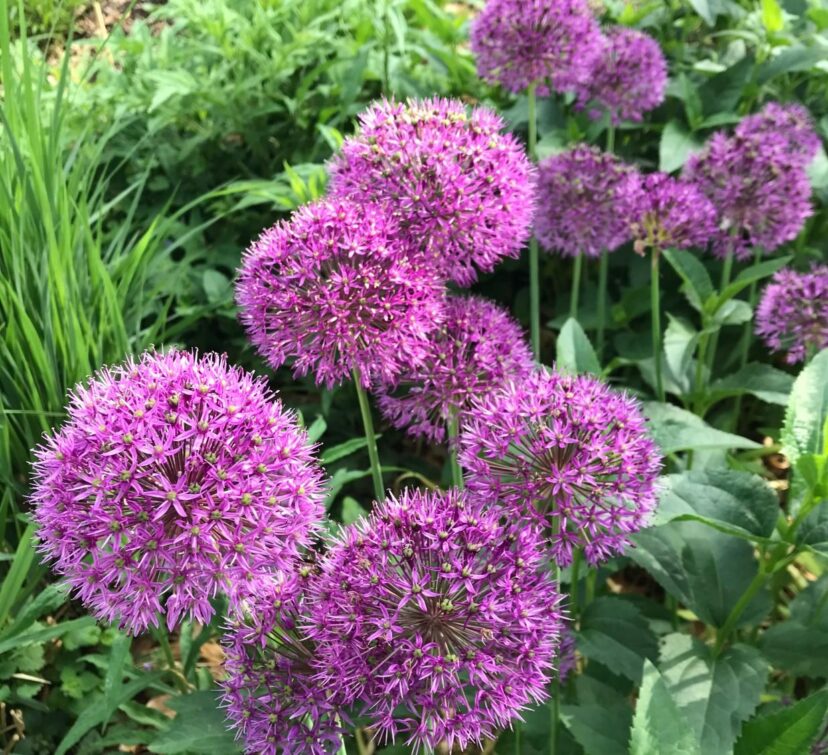 Ornamental onions (Allium Spp.) are grown from bulbs planted in the fall.