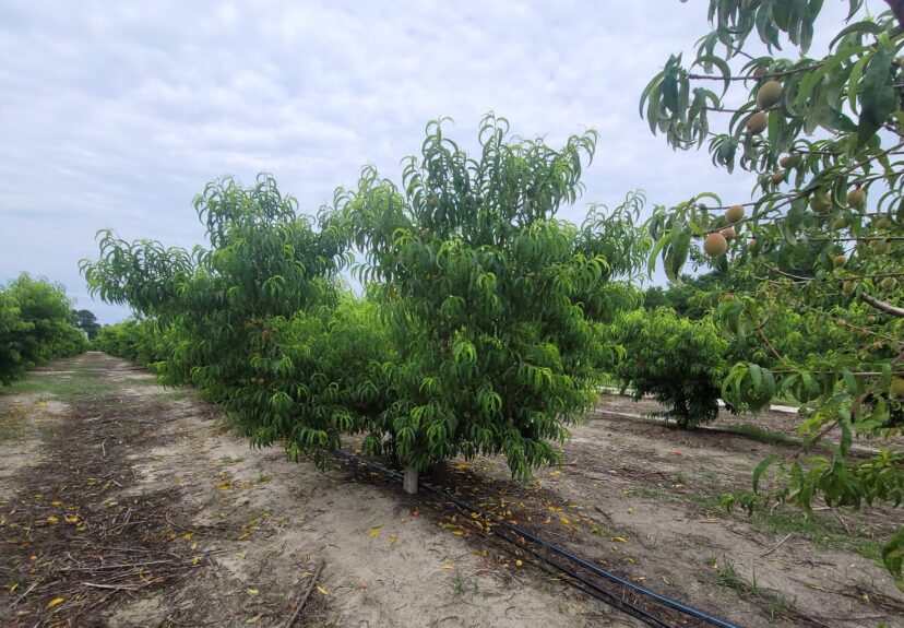 Peach picking is starting in the Orangeburg area
