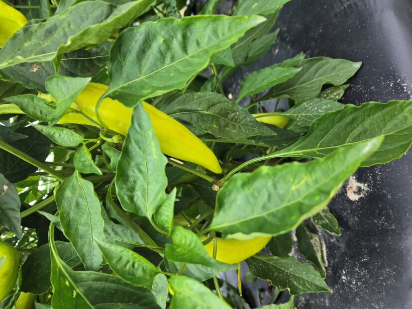 Peppers are nearing harvest in the Midlands.